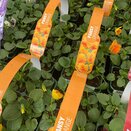 Pansy Orange 6 pack
