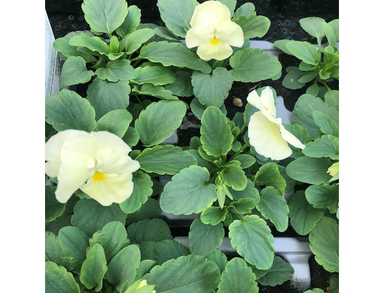 Pansy Primrose 6 pack