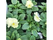 Pansy Primrose 6 pack