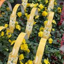 Pansy Primrose 6 pack