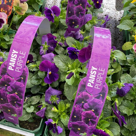 Pansy Purple 6 pack