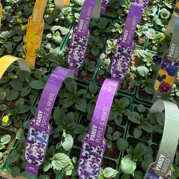 Pansy Purple & White 6 pack
