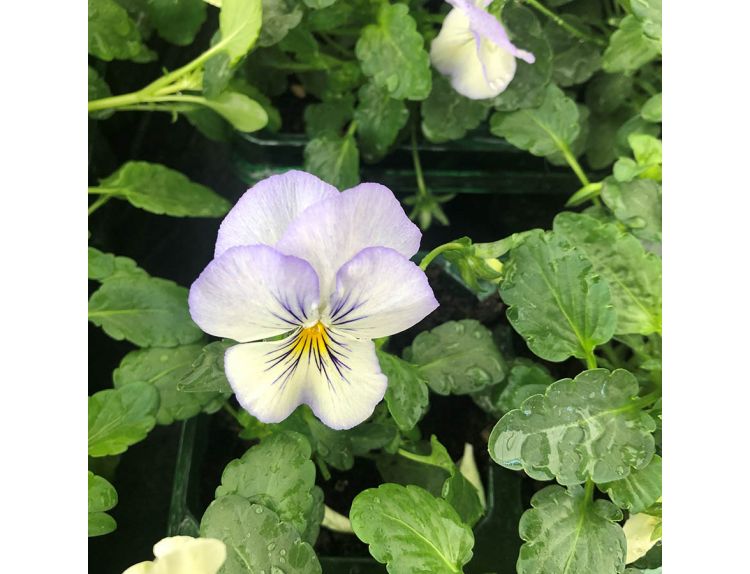 Pansy Trailing Frost Jumbo 6 pack