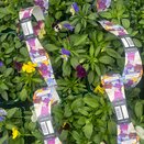 Pansy Trailing Mixed 6pk
