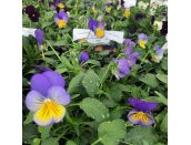 Pansy Trailing Morpho Jumbo 6 pack