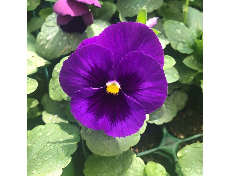 Pansy Trailing Purple Jumbo 6 pack