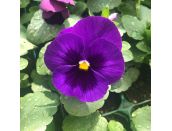 Pansy Trailing Purple Jumbo 6 pack