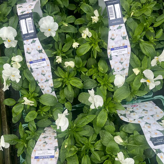Pansy Trailing White 6pk