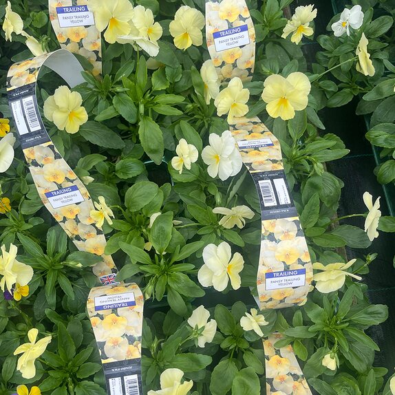 Pansy Trailing Yellow 6pk