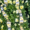 Pansy Trailing Yellow 6pk