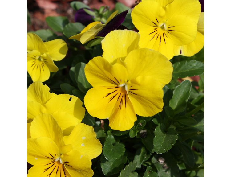 Pansy Trailing Yellow Jumbo 6 pack