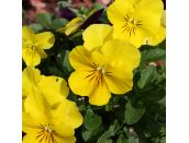 Pansy Trailing Yellow Jumbo 6 pack