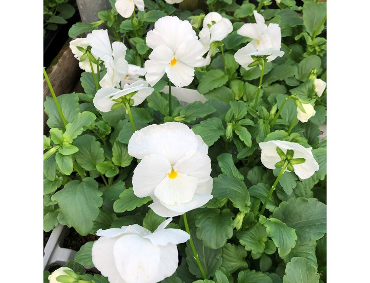 Pansy White 6 pack