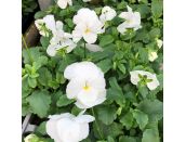 Pansy White 6 pack