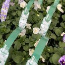 Pansy White 6 pack