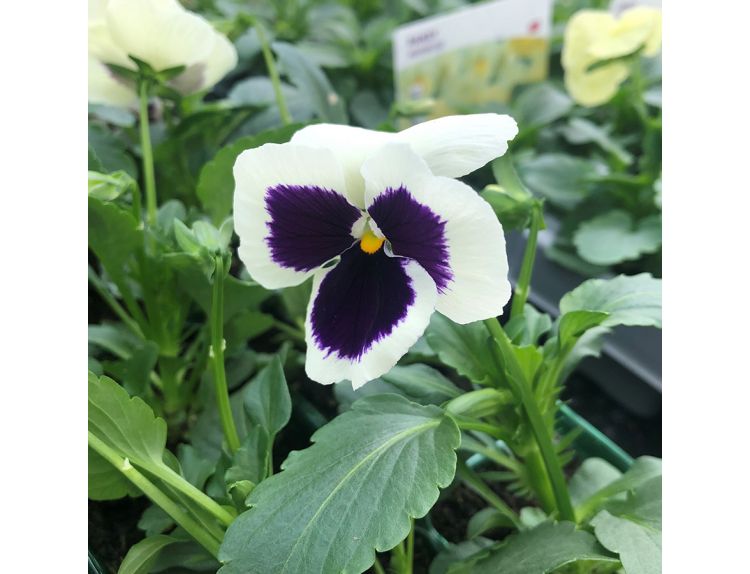Pansy White Blotch 6 pack