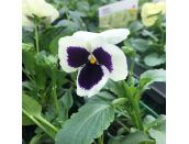 Pansy White Blotch 6 pack