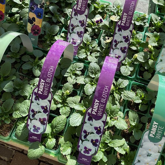 Pansy White Blotch 6 pack