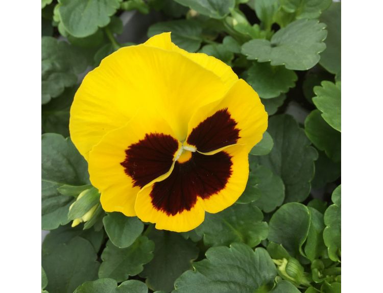 Pansy Yellow Blotch 6 Pack