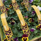 Pansy Yellow Purple Wing 6 pack