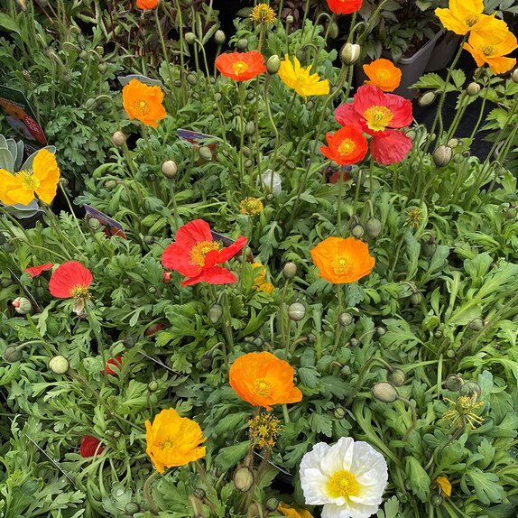 Papaver Garden Gnome