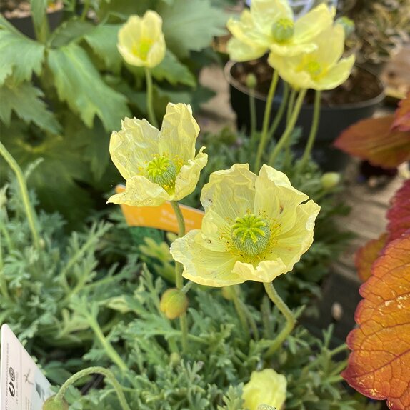 Papaver Moondance