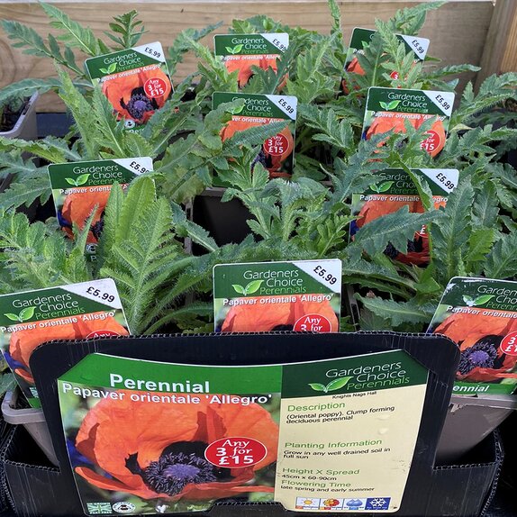 Papaver orientale 'Allegro'