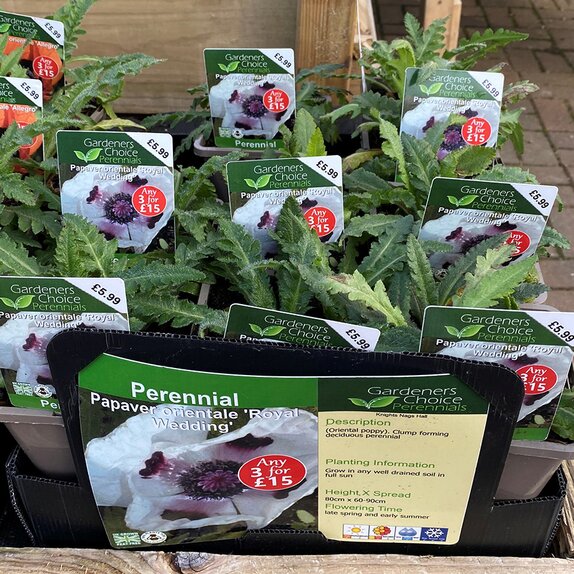 Papaver orientale 'Royal Wedding'