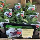 Papaver orientale 'Royal Wedding'