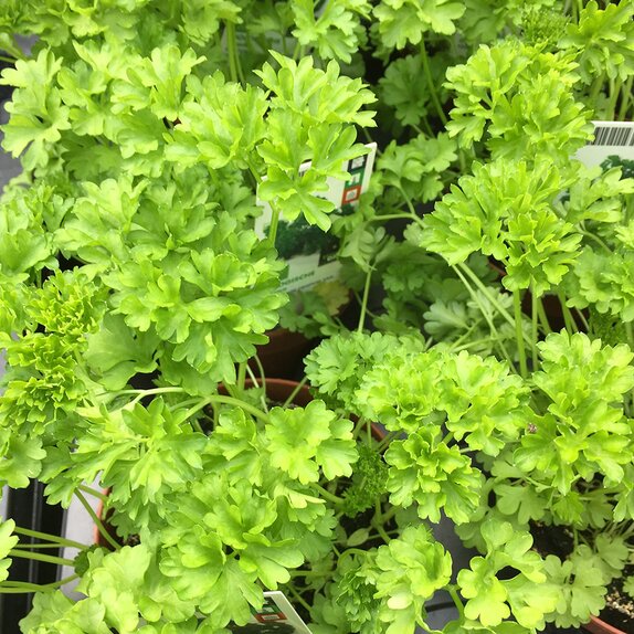 Parsley Moss Curled 9cm pot