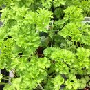 Parsley Moss Curled 1 litre pot