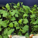 Parsnip Duchess F1 15cm Strip of Seedlings