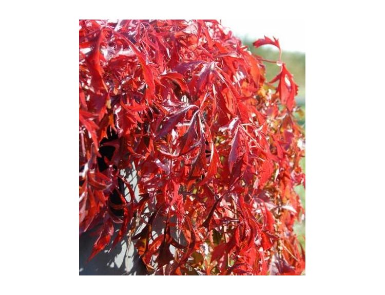 Parthenocissus quinquefolia Kirigami 3 litre pot