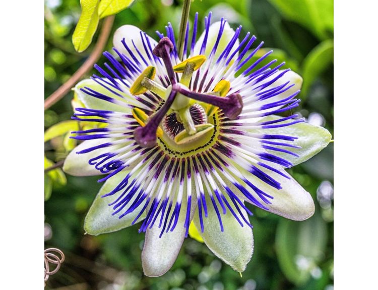 Passiflora caerulea 3 litre pot