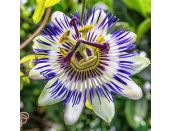 Passiflora caerulea 3 litre pot