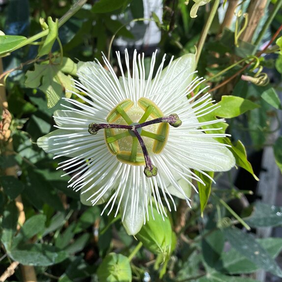 Passiflora Snow Queen
