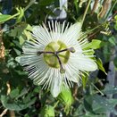Passiflora Snow Queen