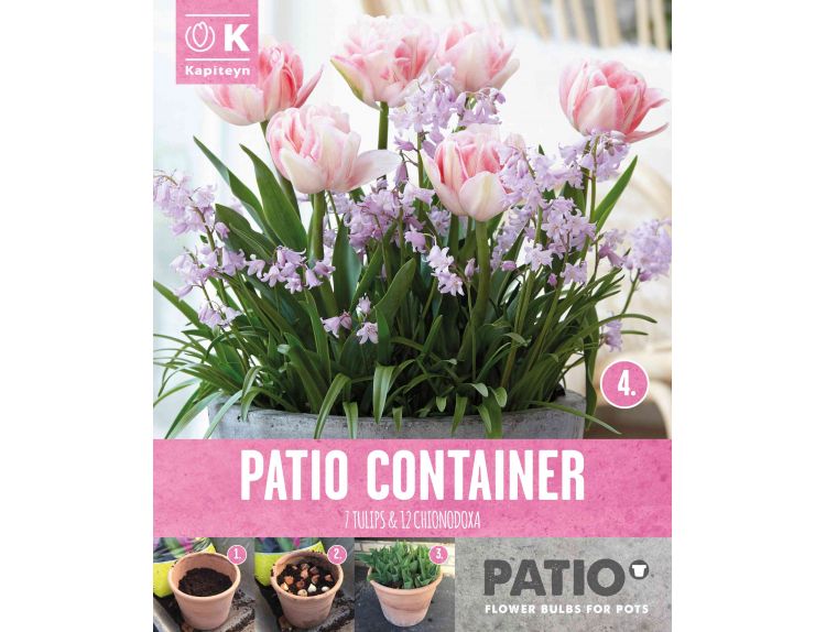 Patio Container Tulip & Chionodoxa