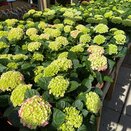 Patio Hydrangea 25cm pot