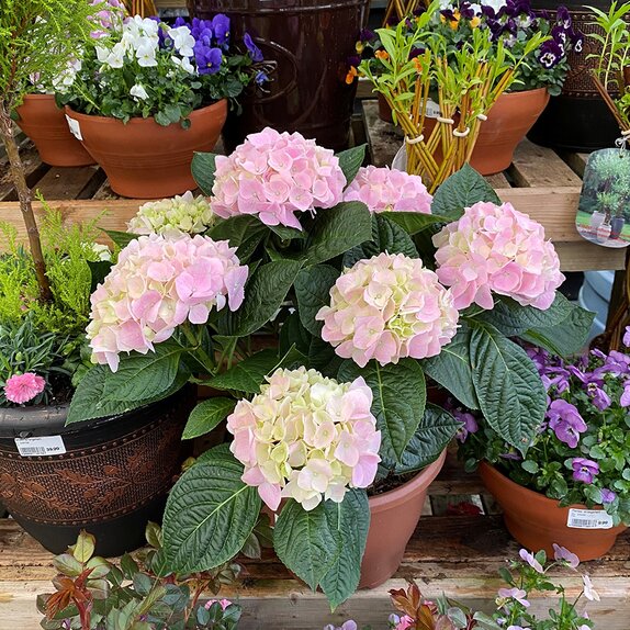 Patio Hydrangea 25cm pot