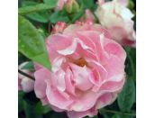 Patio Rose Flirt