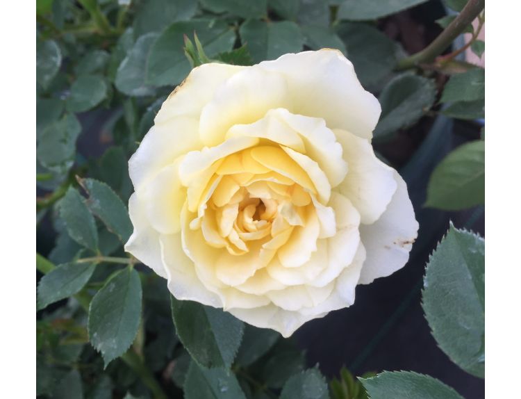 Patio Rose Our Dream - image 2