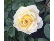 Patio Rose Our Dream - image 2