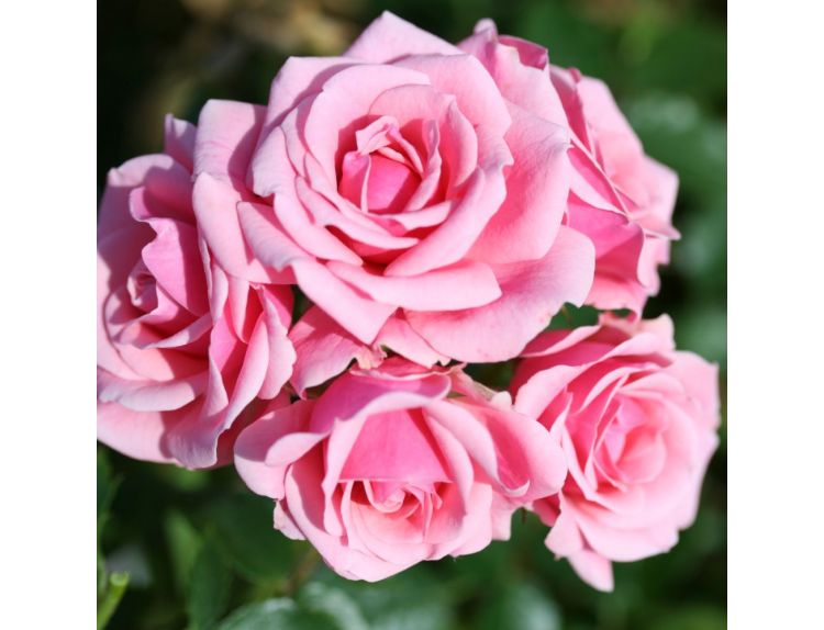 Patio Rose Pretty Polly