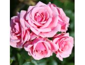 Patio Rose Pretty Polly