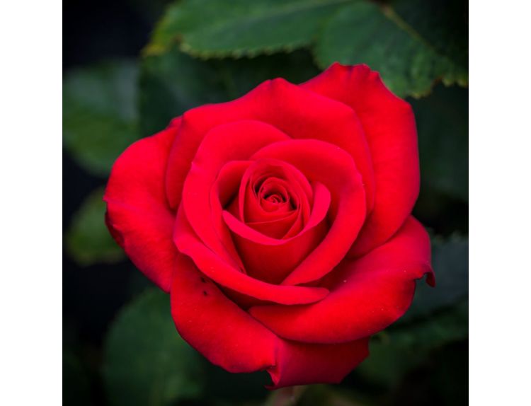 Patio Rose Ruby Anniversary