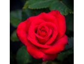 Patio Rose Ruby Anniversary