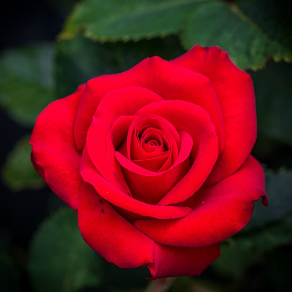 Patio Rose Ruby Anniversary Knights Garden Centres