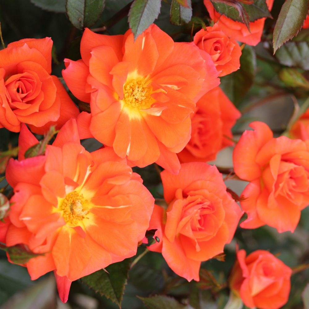 Patio Rose Sunseeker Knights Garden Centres