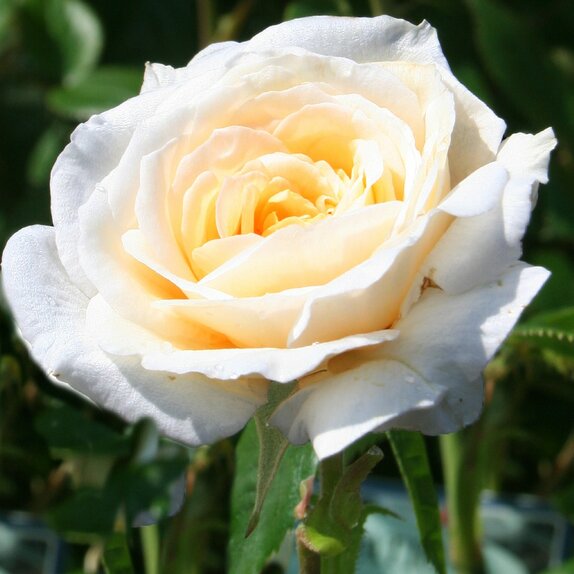 Patio Rose White Patio by Henry Street